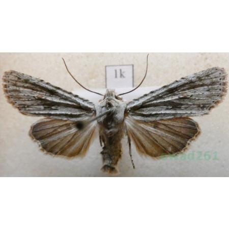 Lithophane ornitopus (Hufnagel, 1766) Drewnica dąbrówka Croatia1k